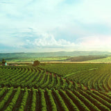 COLOMBIA FINCA SOFIA 19 - Green Coffee Beans