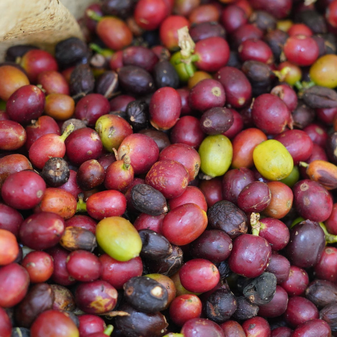 COLOMBIA CABRESTO - Medium-Dark Roast Coffee