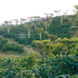 Guatemala Antigua - Dark Roast Filter Ground Coffee Sachets, Box of 40
