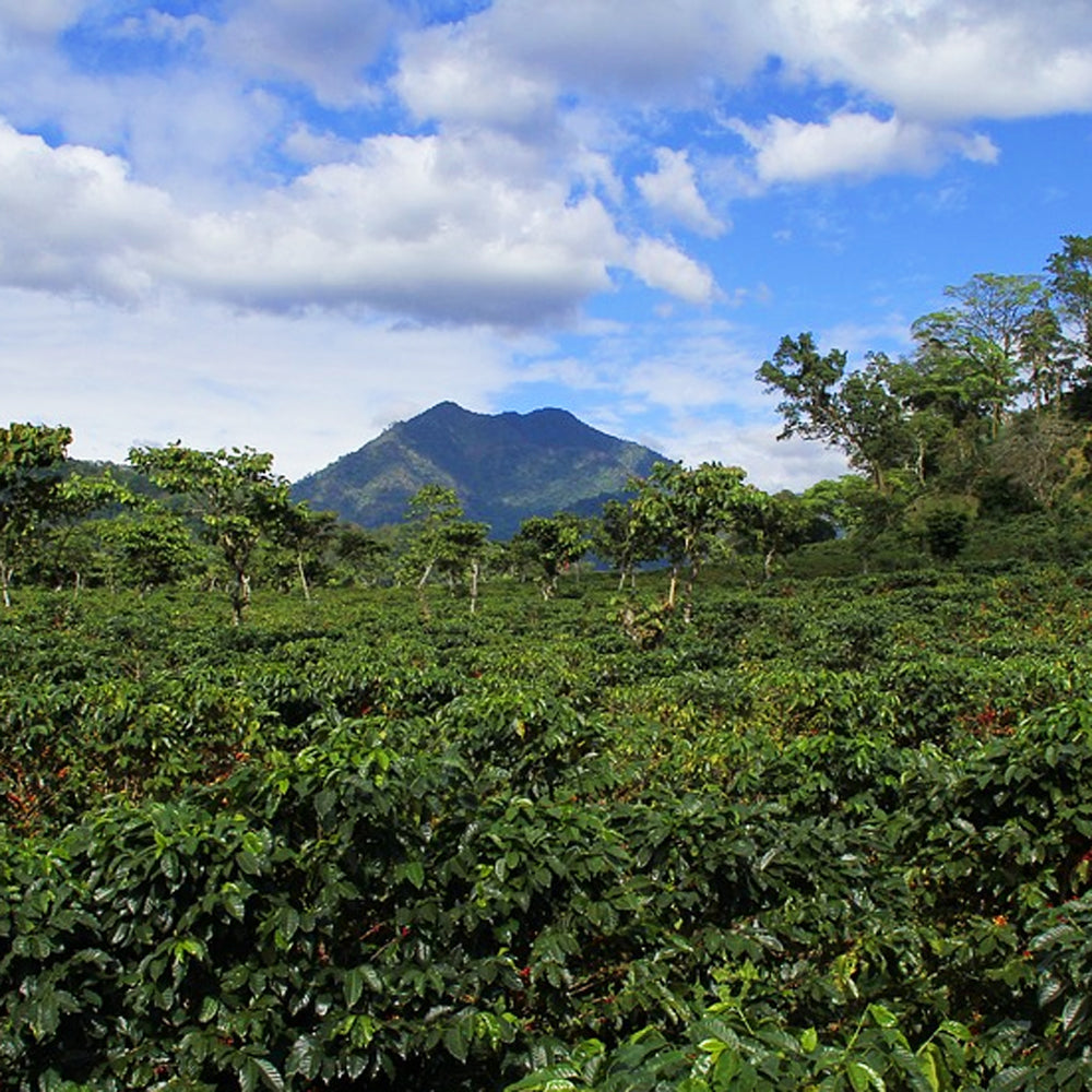 GUATEMALA CHA CHI DECAF COFFEE - Dark Roast Coffee