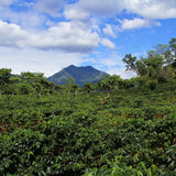GUATEMALA CHA CHI DECAF COFFEE - Dark Roast Coffee