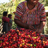 GUATEMALA ANTIGUA LOS VOLCANES - Medium-Dark Roast Coffee
