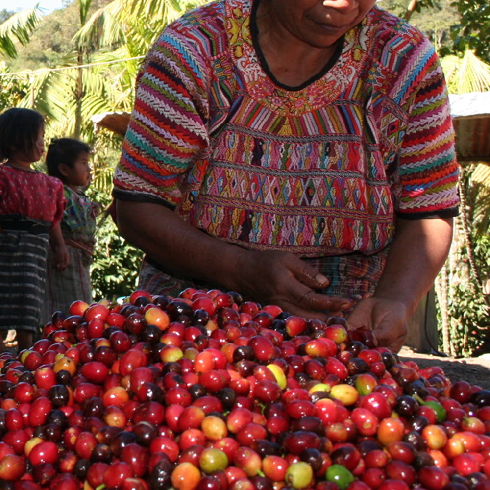 GUATEMALA CHA CHI DECAF COFFEE - Dark Roast Coffee