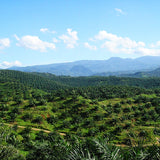 CAFÉ FRANÇAIS COFFEE BLEND