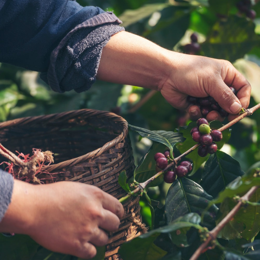 COLOMBIA EXCELSO HUILA - Dark Roast Coffee