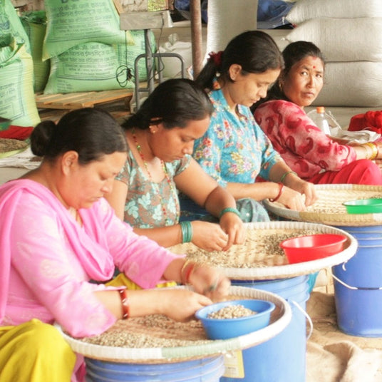Women sorting beans in a factory setting