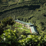 Panama Hortigal - Medium-Dark Roast