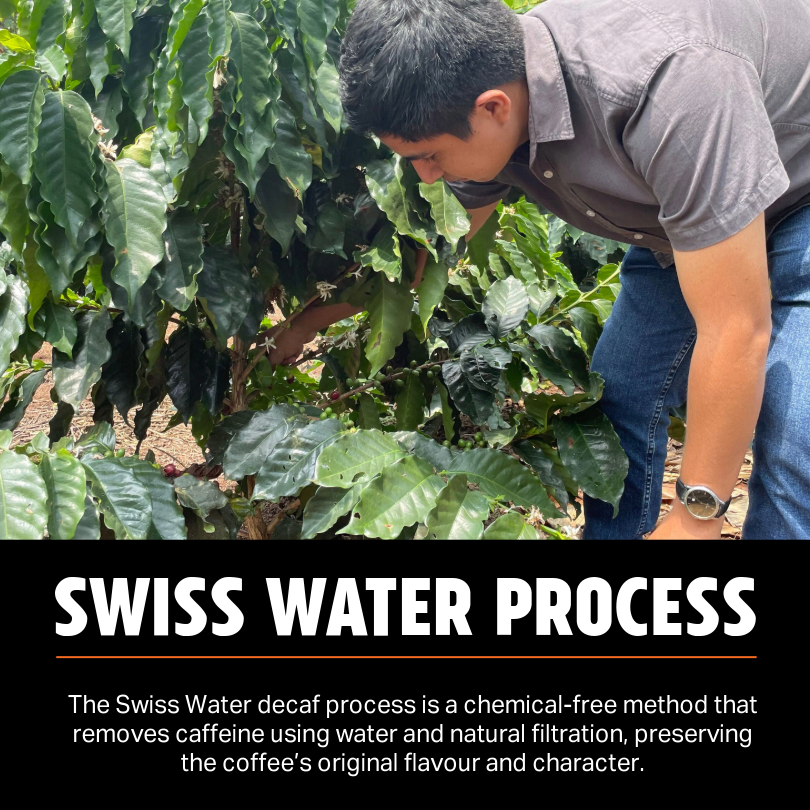 PERU SAN MARTIN SWISS WATER DECAF - Green Coffee Beans