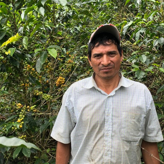 PERU SAN MARTIN SWISS WATER DECAF - Green Coffee Beans