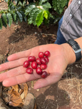 PERU SAN MARTIN SWISS WATER DECAF COFFEE - Dark Roast Coffee