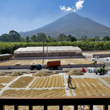 GUATEMALA ANTIGUA LOS VOLCANES - Dark Roast Coffee