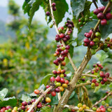 COLOMBIA CABRESTO - Dark Roast Coffee