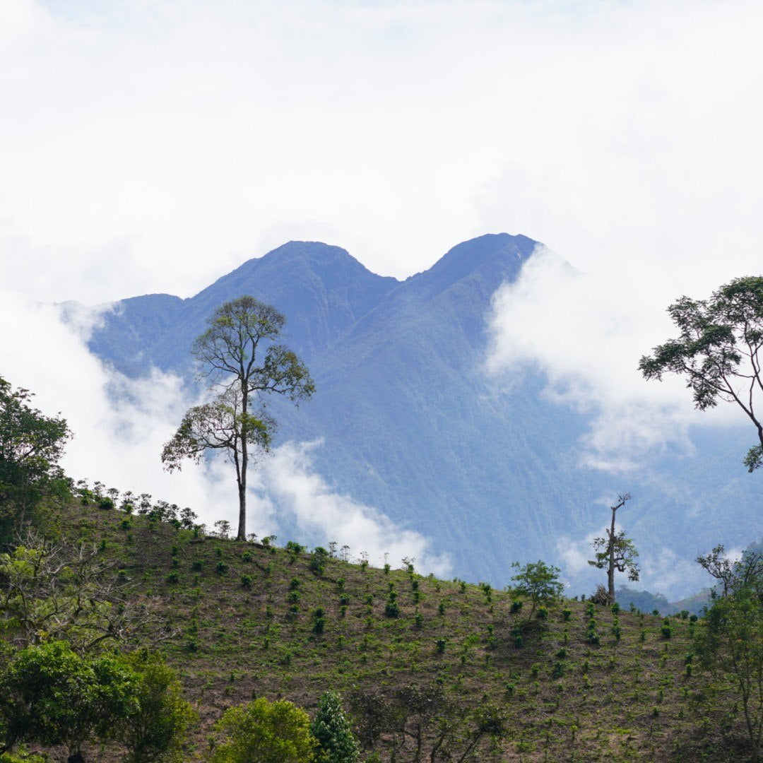 COLOMBIA MEDELLIN DECAF MOUNTAIN WATER - Green Coffee Beans