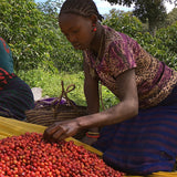 Ethiopia Sidama - Medium Roast