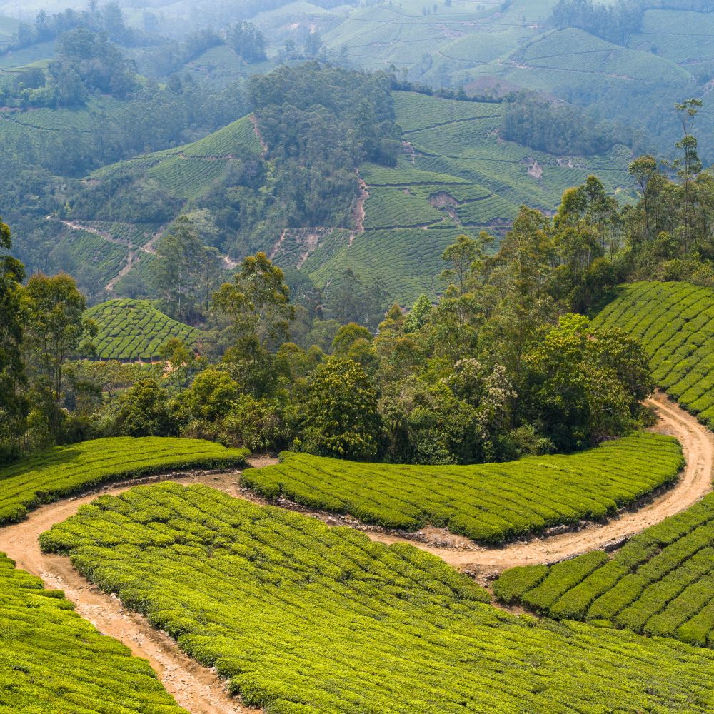 MONSOONED MALABAR AA - Medium-Dark Roast Coffee