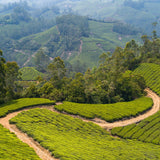 MONSOONED MALABAR AA - Medium-Dark Roast Coffee