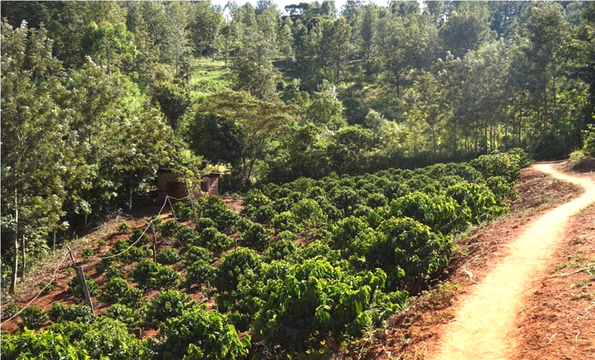 Kenya Peaberry - Medium Roast