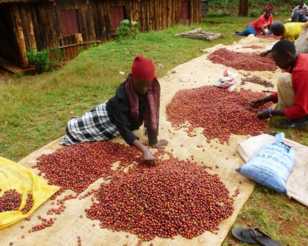 Kenya Peaberry - Medium Roast