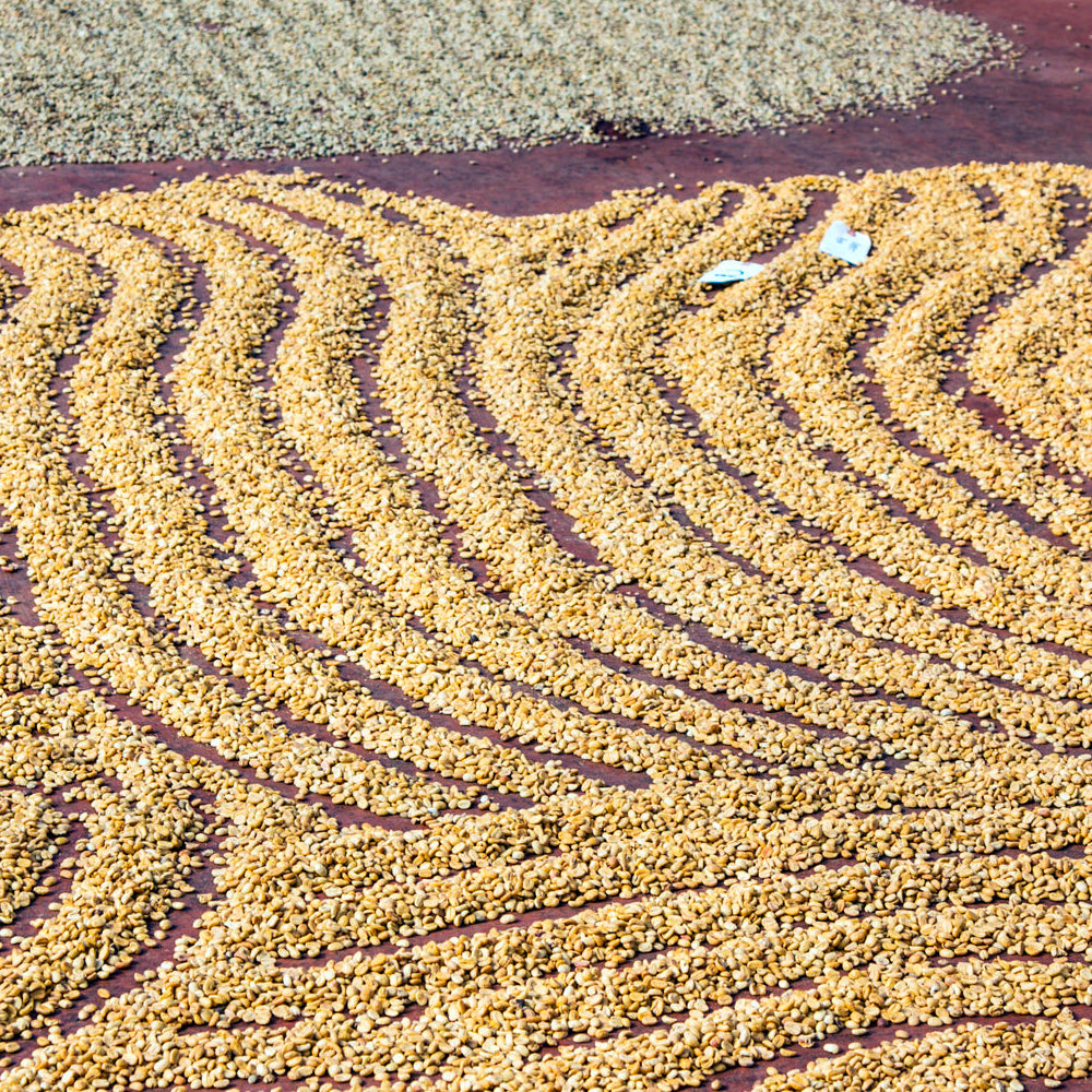 MONSOONED MALABAR AA - Medium-Dark Roast Coffee