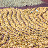 MONSOONED MALABAR AA - Medium-Dark Roast Coffee