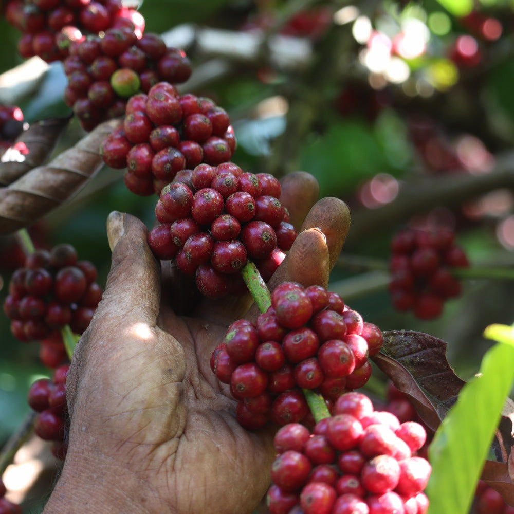 MONSOON MALABAR AA - Dark Roast Coffee