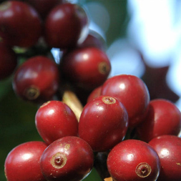 Panama Hortigal - Medium-Dark Roast