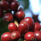Panama Hortigal - Medium-Dark Roast
