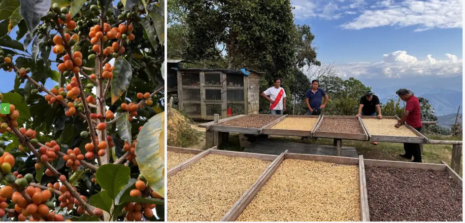 PERU CHANCHAMAYO - Green Coffee Beans
