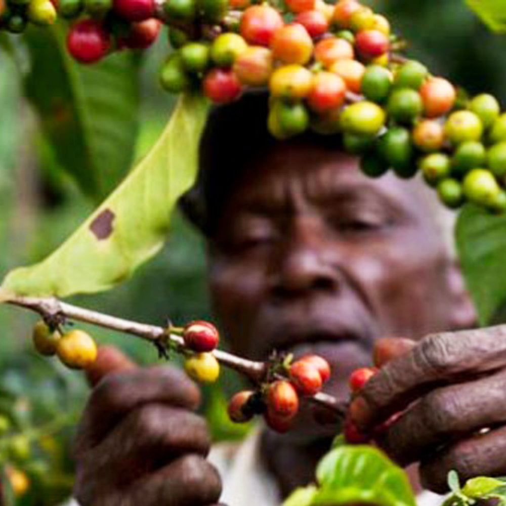 Redber, KENYA BORA ESTATE - Medium-Dark Roast Coffee, Redber Coffee