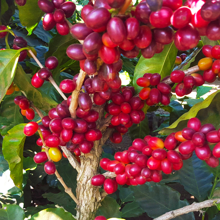 Redber, CENTRAL AMERICAN DECAF BLEND - Green Coffee Beans, Redber Coffee
