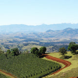 Redber, BRAZIL IPANEMA YELLOW CATUAI - Medium-Dark Roast Coffee Auto renew, Redber Coffee