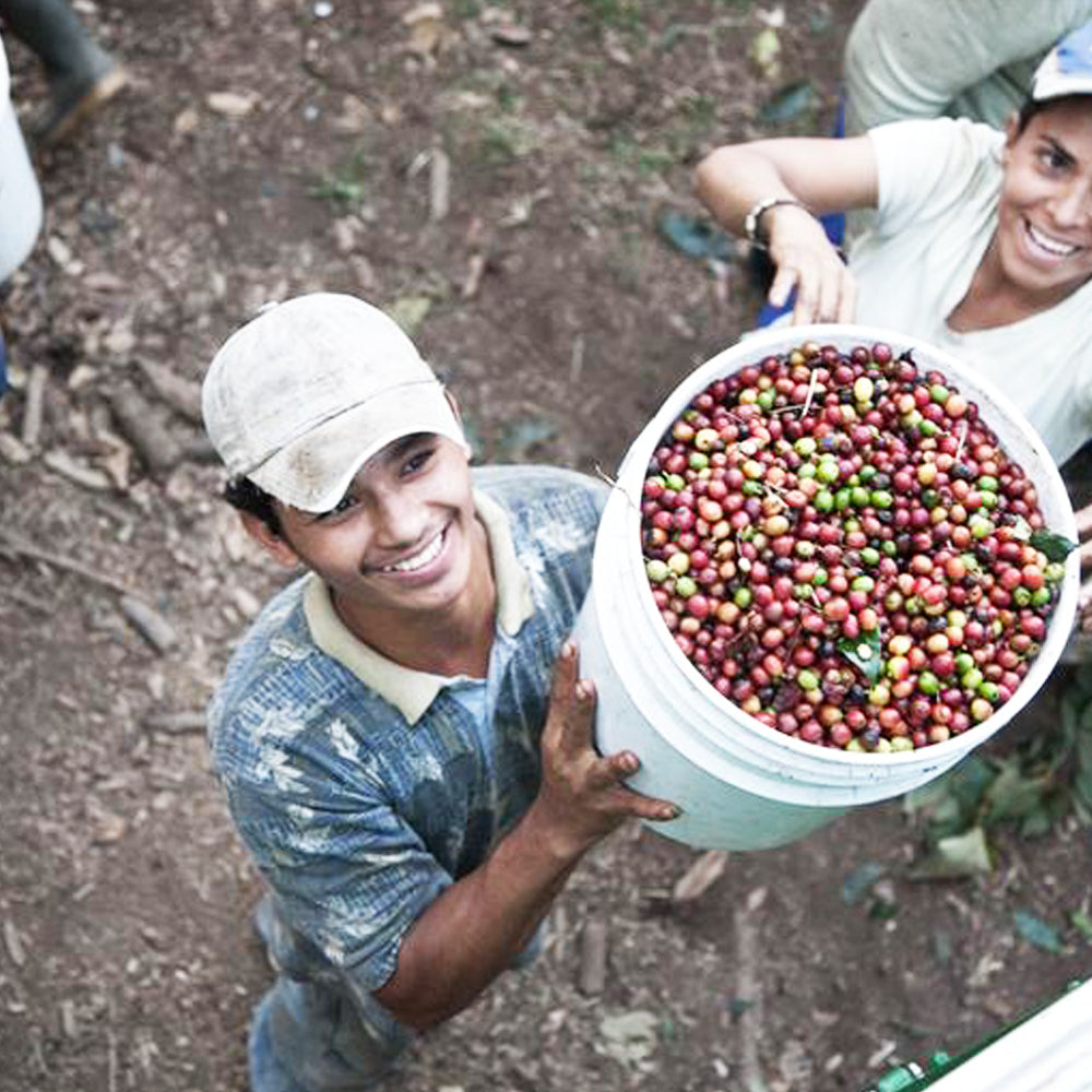 Redber, CENTRAL AMERICAN DECAF BLEND - Dark Roast, Redber Coffee