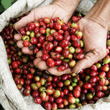 Redber, COLOMBIA ORGANIC SIERRA NEVADA - Green Coffee Beans, Redber Coffee