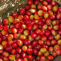 Redber, KENYA PEABERRY - Medium-Dark Roast Coffee, Redber Coffee