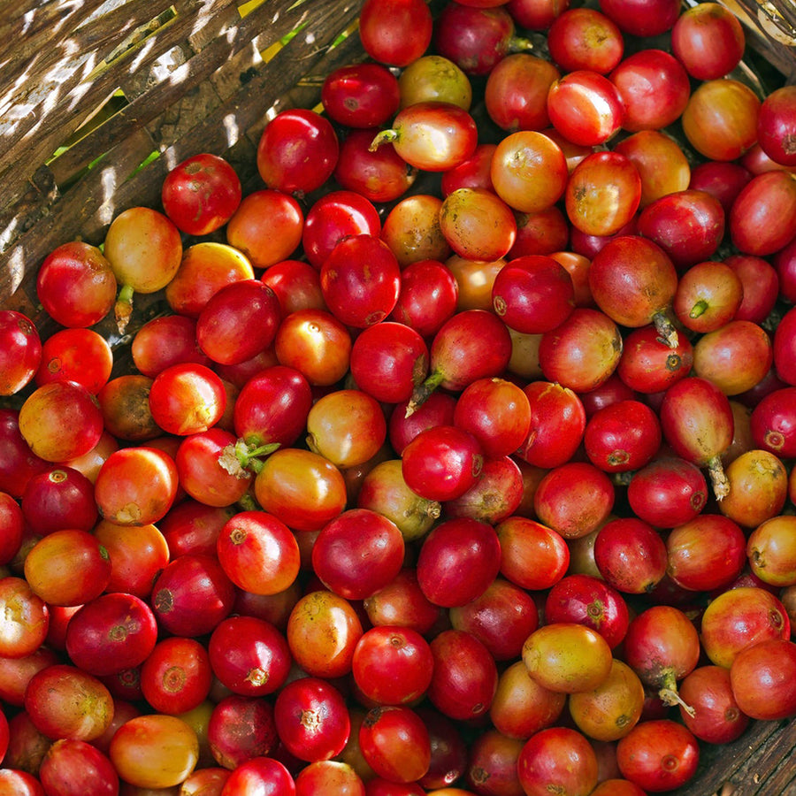 Redber, KENYA PEABERRY - Green Coffee Beans, Redber Coffee