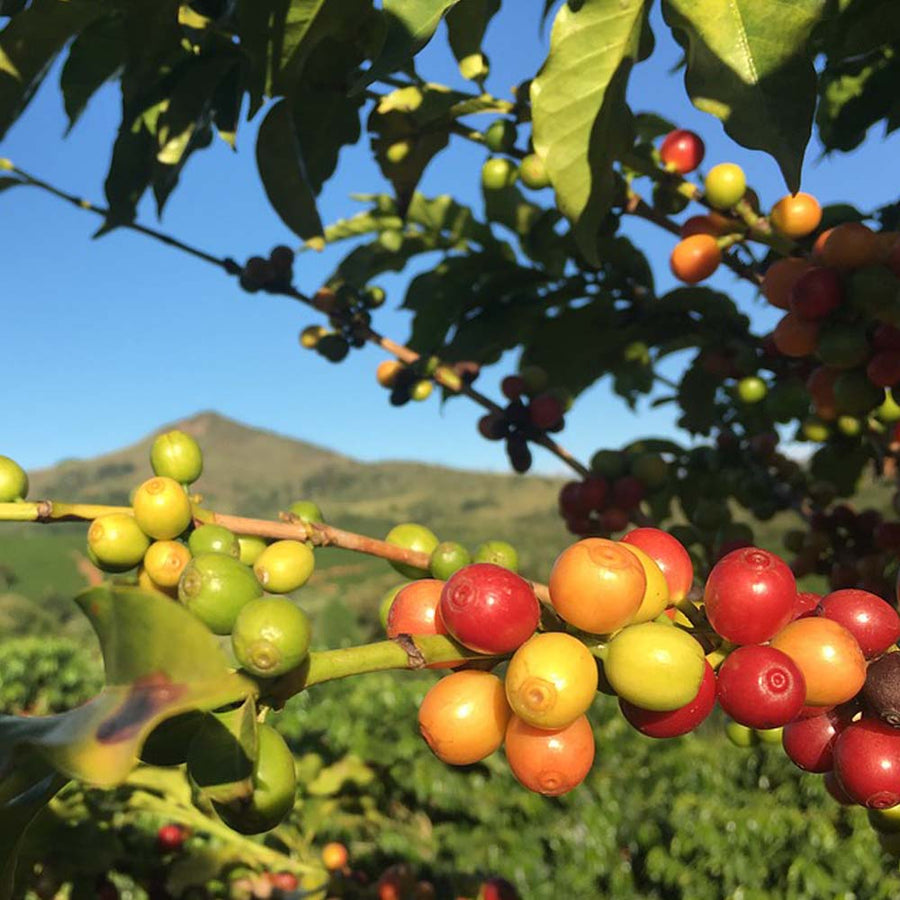 Redber, COSTA RICA AMAPOLA TARRAZU - Green Coffee Beans, Redber Coffee