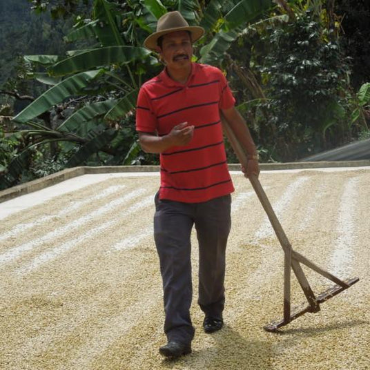 Redber, GUATEMALA HUEHUETENANGO - Medium-Dark Roast, Redber Coffee