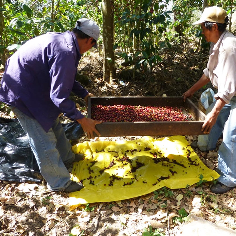 Redber, EL SALVADOR SAN ERNESTO (HONEY METHOD) - Dark Roast Coffee Auto renew, Redber Coffee