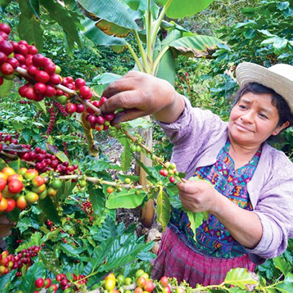Redber, Old Brown Java & Guatemala Antigua 50/50 - Dark 8kg, Redber Coffee