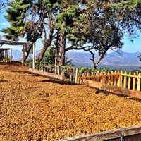 Redber, GUATEMALA, ANTIGUA LOS VOLCANES - Dark Roast (Filter Ground / 40 Sachets), Redber Coffee