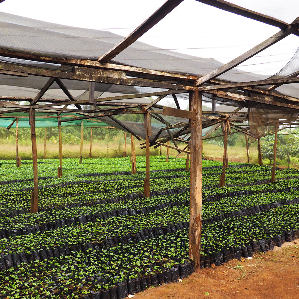 Redber, KENYA PEABERRY - Medium Roast Coffee Auto renew, Redber Coffee