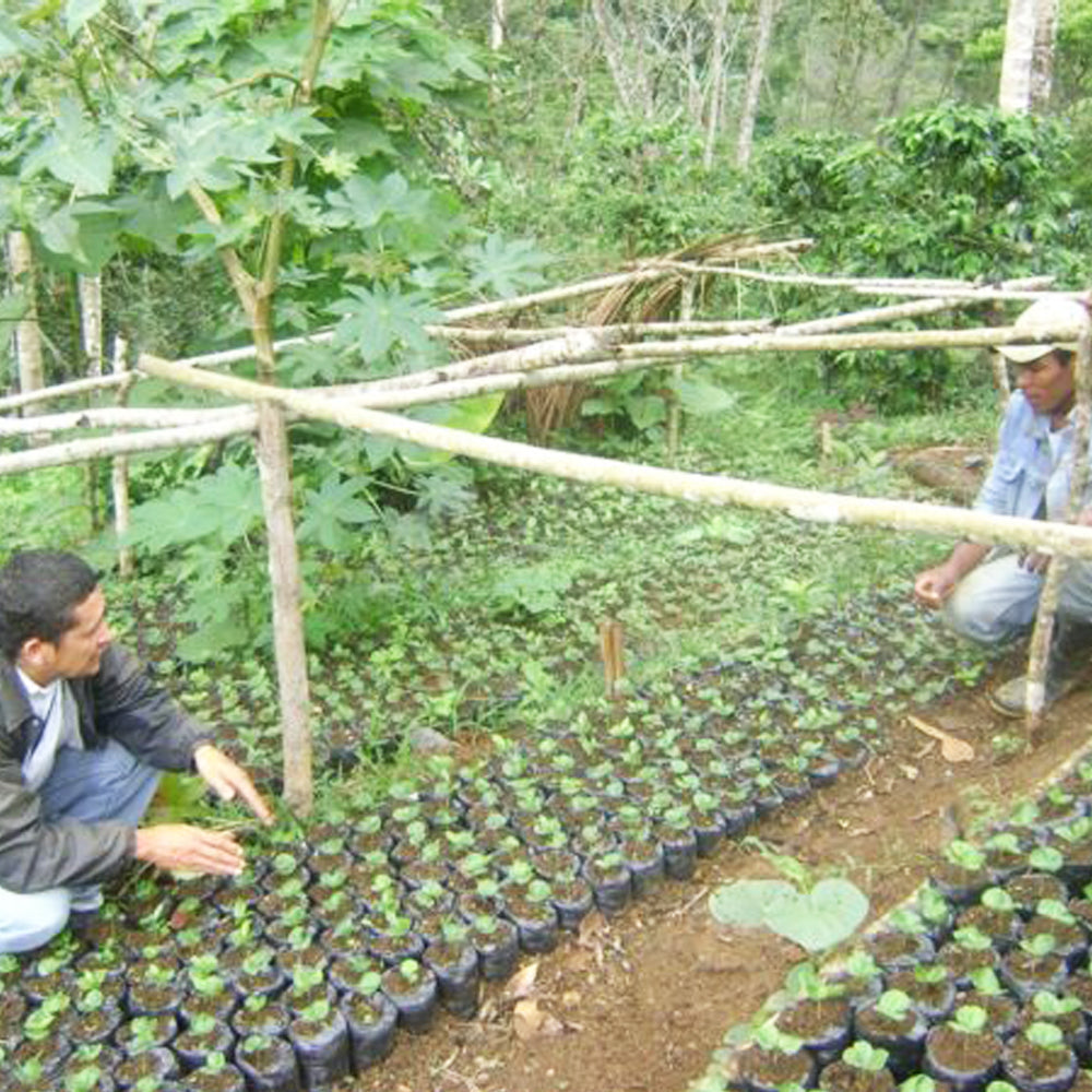 Redber, NICARAGUA MATAGALPA - Medium-Dark Roast Coffee Auto renew, Redber Coffee