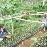 Redber, NICARAGUA MATAGALPA - Medium-Dark Roast Coffee Auto renew, Redber Coffee