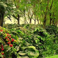 Redber, SUMATRA MANDHELING Green Coffee Beans, Redber Coffee