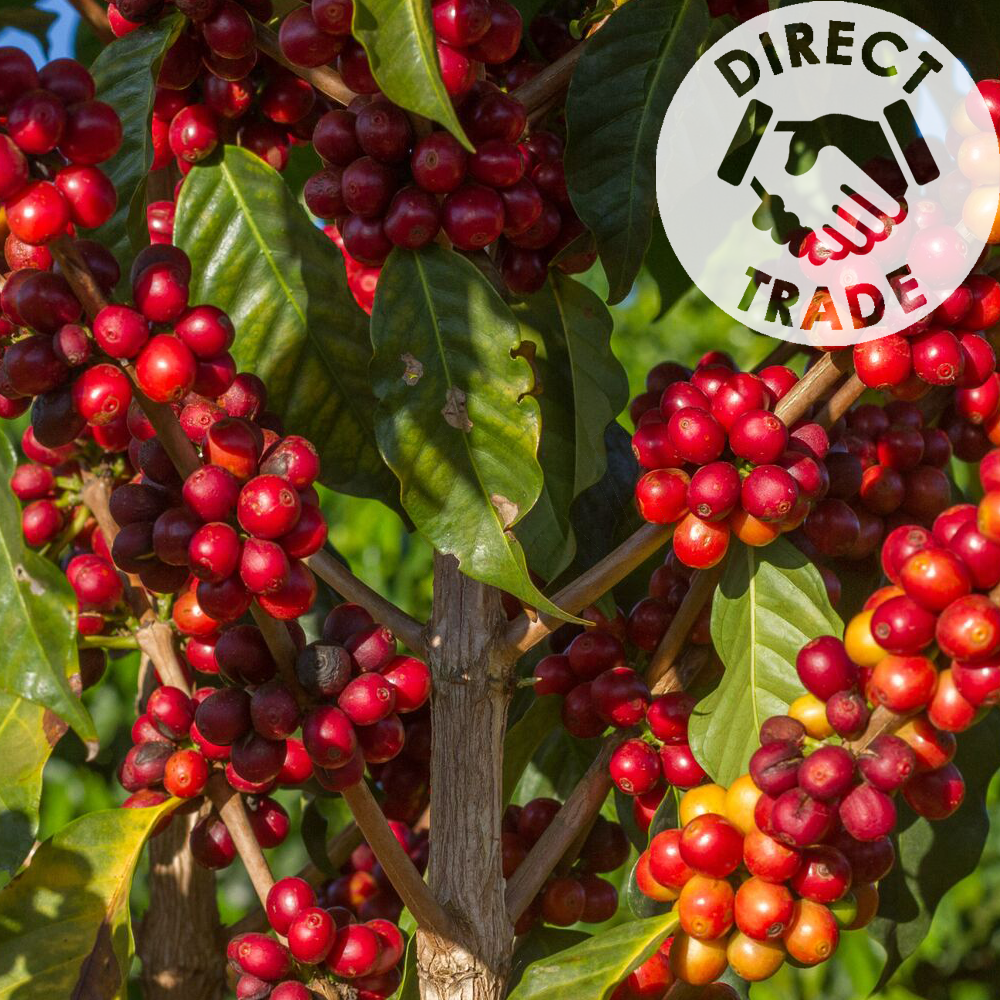 Redber, BRAZIL CERRADO PEABERRY (NATURAL) - Dark Roast Coffee, Redber Coffee