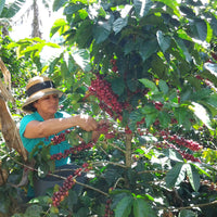 Redber, COLOMBIA CAUCA AMUCC Women's Coffee - Medium-dark Roast, Redber Coffee