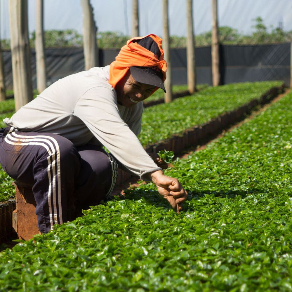 Redber, BRAZIL FINCA CACHOEIRA (NATURAL) - Medium-Dark Roast Coffee Auto renew, Redber Coffee