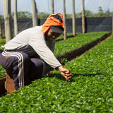 Redber, BRAZIL FINCA CACHOEIRA (NATURAL) - Medium-Dark Roast Coffee Auto renew, Redber Coffee