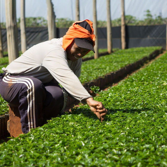 Redber, BRAZIL FINCA CACHOEIRA (NATURAL) - Medium-Dark Roast Coffee Auto renew, Redber Coffee