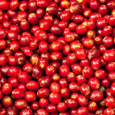 Redber, EL SALVADOR DIAMANTE (SHG) - Dark Roast Coffee Auto renew, Redber Coffee